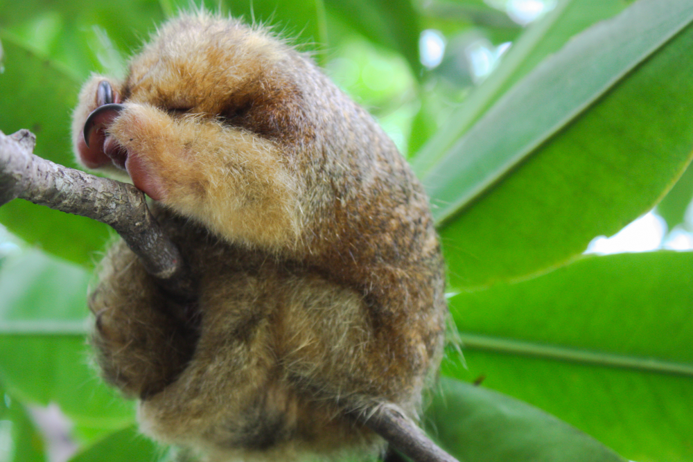 A silky anteater in ball formation.